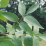 Fraxinus pennsylvanica.png